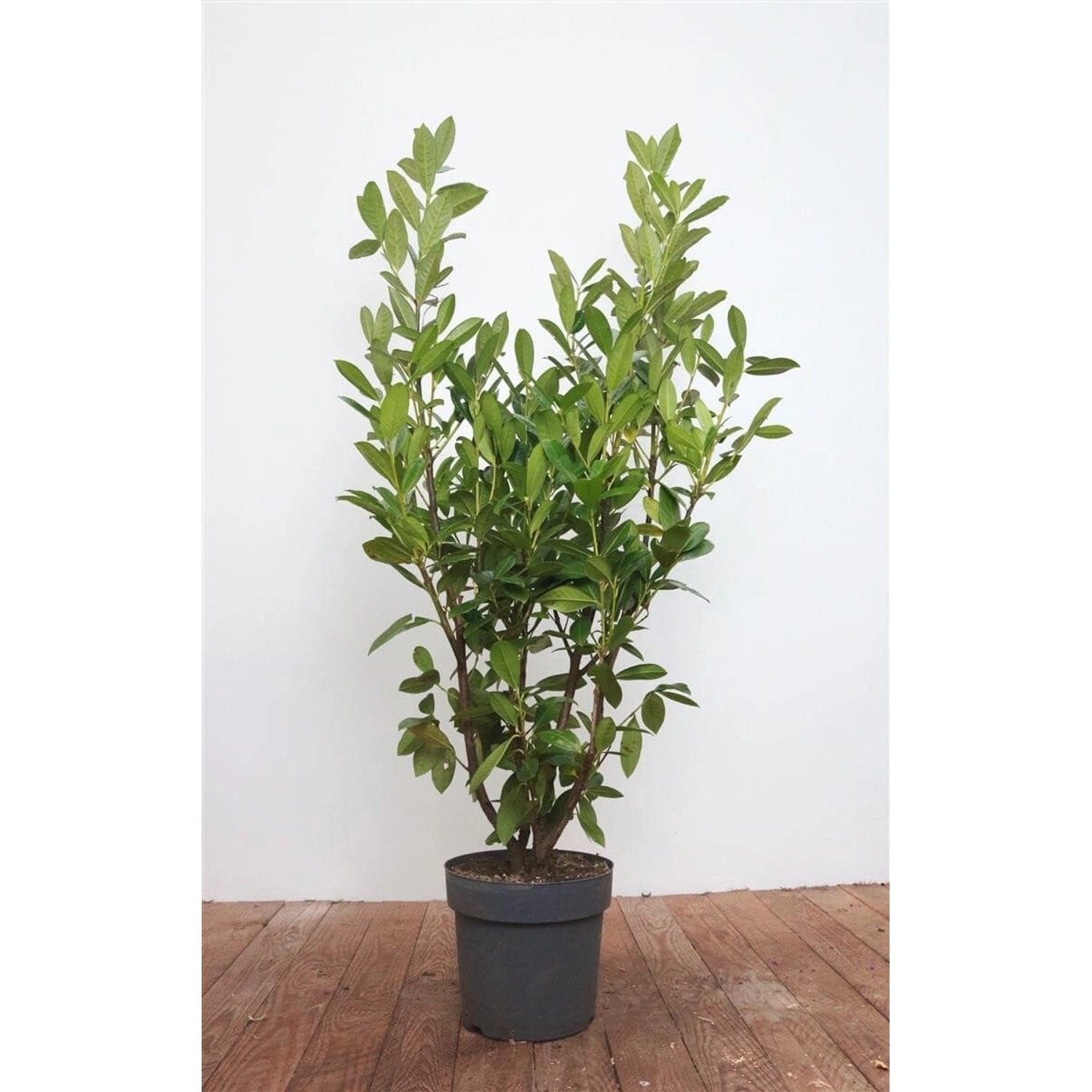 Prunus laurocerasus 'Genolia' -R- 125-150 cm günstig online kaufen