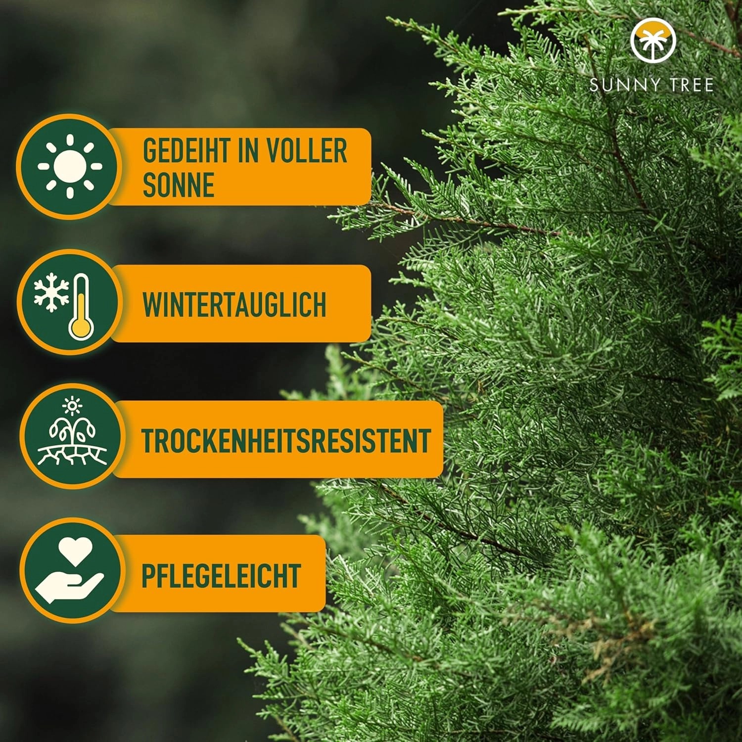 Detailaufnahme einer grünen, winterharten Sunny-Tree Zypresse (Cupressus Sempervirens Totem).