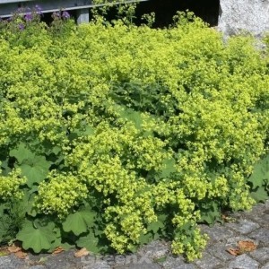 Frauenmantel 'Irish Silk' im Topf, grüne Blätter und gelbliche Blüten.