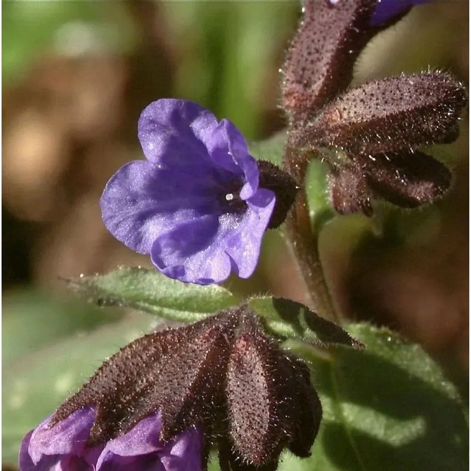 Lungenkraut Majeste - Pulmonaria saccharata