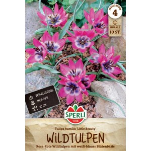 Sperli Wildtulpe Little Beauty: rosa-lila Blüten mit weiß-blauer Basis, 10 Stück.