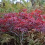 Japanischer Schlitzahorn Red Dragon mit roten Blättern im Garten.