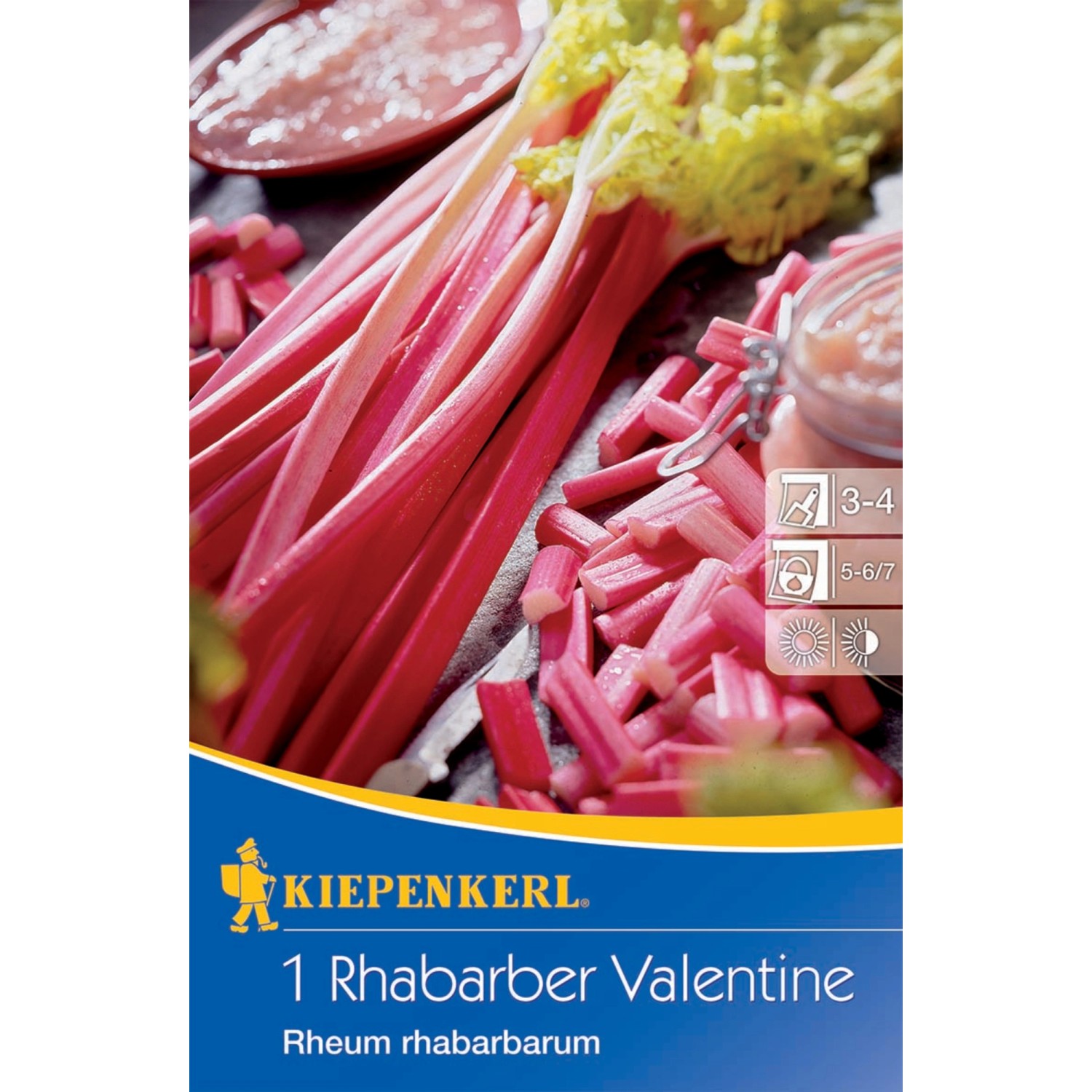 Kiepenkerl Rhabarber "Valentine" Rheum rhabarbarum 1 Stück kaufen bei OBI