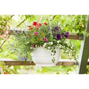 Bunte Misch-Blumenampel (Topf Ø 25cm) mit verschiedenen Sommerblumen in Weißem Topf.