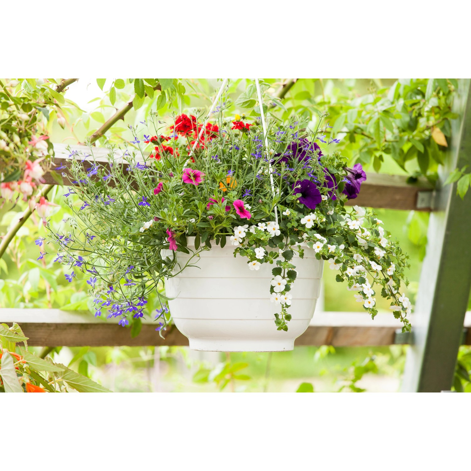 Bunte Misch-Blumenampel (Topf Ø 25cm) mit verschiedenen Sommerblumen in Weißem Topf.