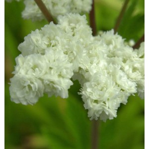 Nahaufnahme des gefülltblühenden Mädesüß (Filipendula ulmaria) mit weißen Blüten.