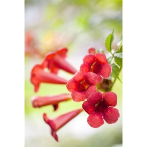Leuchtend orange-rote Trompetenblüten der Kletterpflanze Campsis Radicans Fire Trumpet.