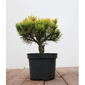 Goldgelbe Bergkiefer Pinus Mugo Carstens Wintergold im Topf, ca. 20–25 cm hoch.