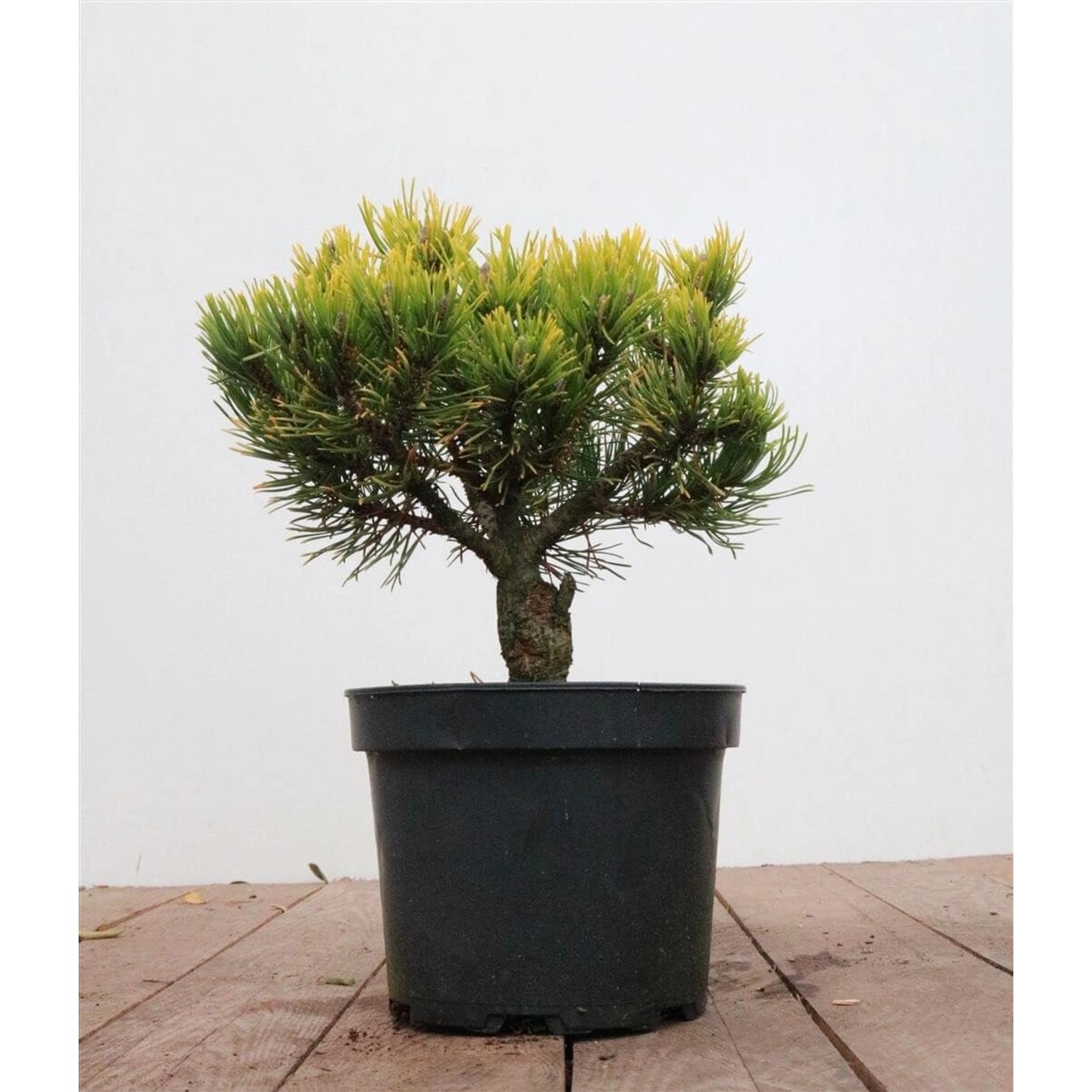 Pinus Mugo Carstens Wintergold Bergkiefer Goldgelb 20–25 cm günstig online kaufen