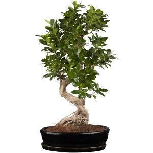 Ginseng Bonsai (Ficus) im schwarzen Keramiktopf, ca. 20cm hoch.