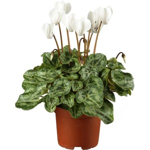 Zimmer-Alpenveilchen mit weißen Blüten im braunen Topf, ca. 12 cm Topf-Ø.