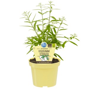 Blu Kaugummistrauch im Topf (ca. 12 cm Ø). Küchenkräuter mit aromatischem Duft.