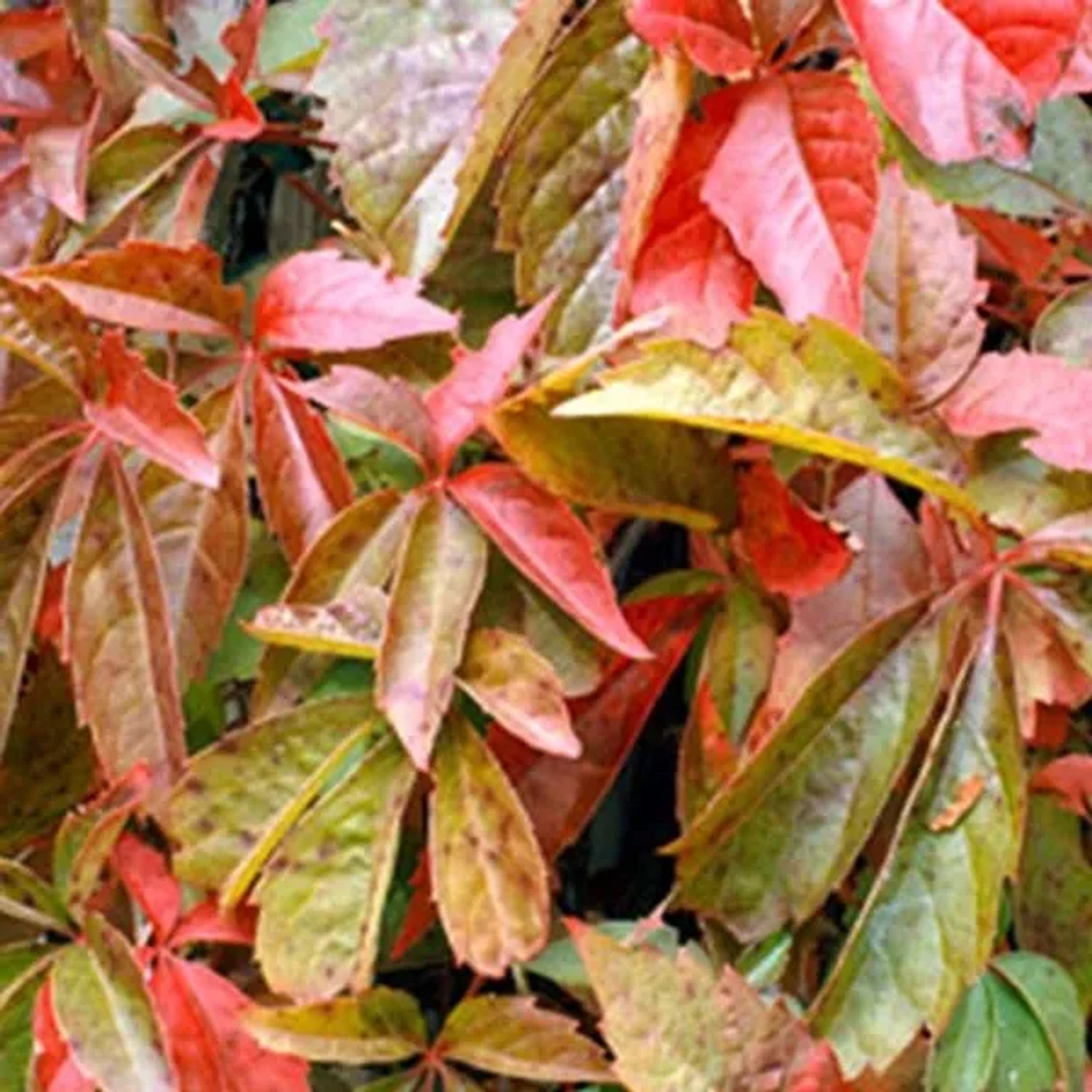 Wilder Wein Parthenocissus quinquefolia 50 bis 60 cm im Container Rote Herbstfärbung