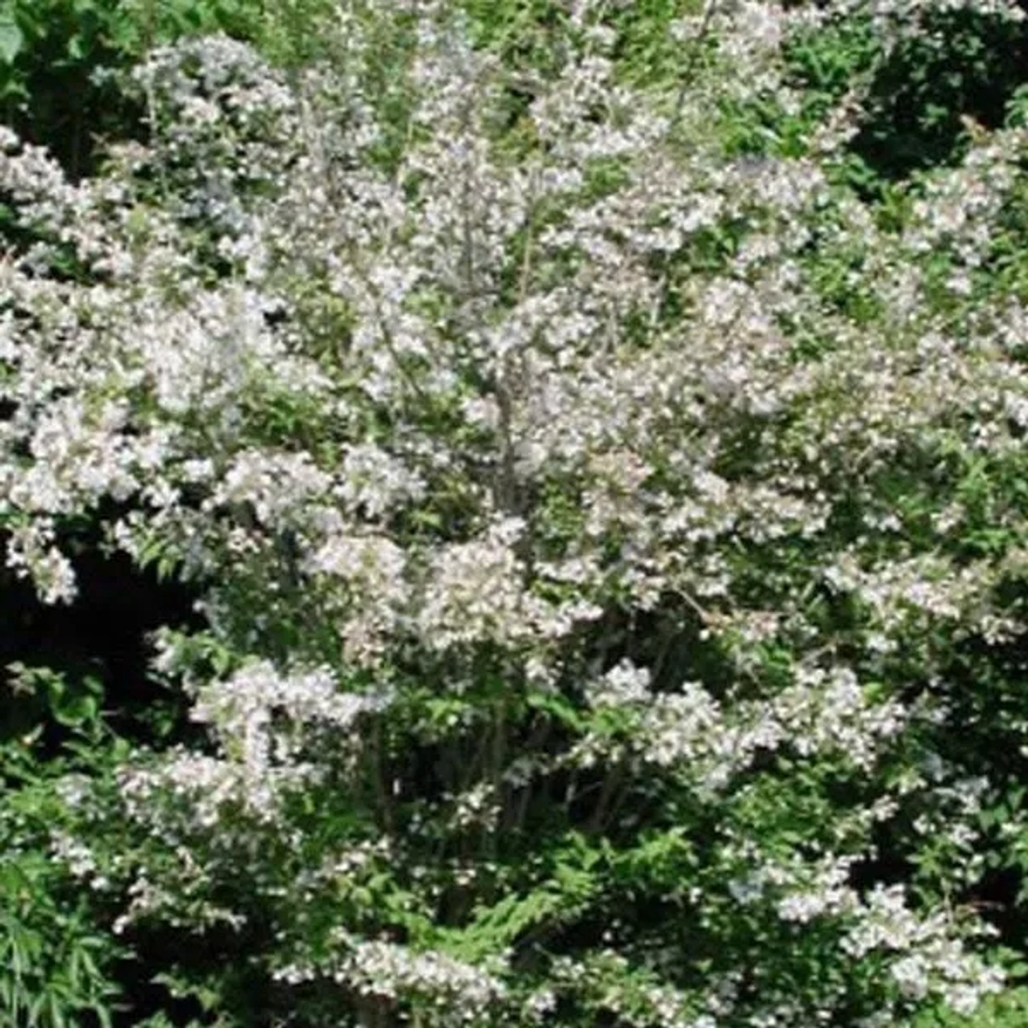 Kolkwitzie Kolkwitzia amabilis 30 bis 50 cm im Container Rosa Blüten
