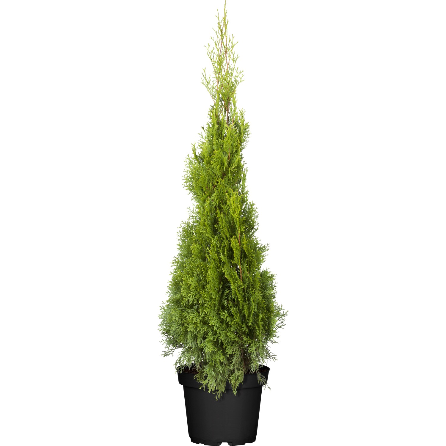 Lebensbaum Smaragd Set à 20 Stück Höhe ca. 120 - 140 cm Thuja occidentalis