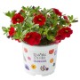 Zauberglöckchen im Topf, rote Blüten, geeignet für Balkon und Garten.