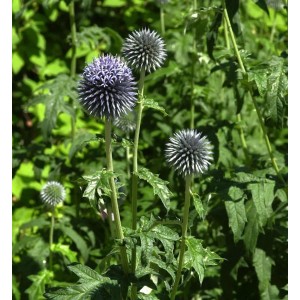 Blühende Kugeldistel Blue Glow (Echinops bannaticus) im Garten, Nahaufnahme.