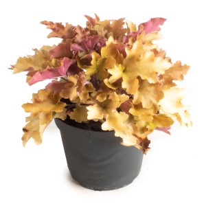 Blattschmuck Stauden Mix, ca. 32 cm hoch, mit gelb-roten Blättern im Topf.