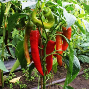 Blu Bio-Bullhorn-Chili (Capsicum annuum) im Topf, rote und grüne Schoten an der Pflanze.