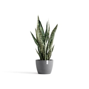 Ecopots Stockholm Pflanztopf, grau, mit Grünpflanze. Ideal für Innen- und Außenbereich.
