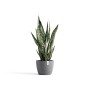 Ecopots Stockholm Pflanztopf, grau, mit Grünpflanze. Ideal für Innen- und Außenbereich.