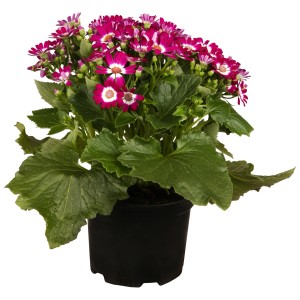 Aschenblume (Senecio cruentus) im Topf, Frühjahrsblüher mit pinkfarbenen Blüten.