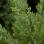 Detailaufnahme der blaugrünen Nadeln einer Chamaecyparis Lawsoniana Ellwoodii Säulenzypresse.