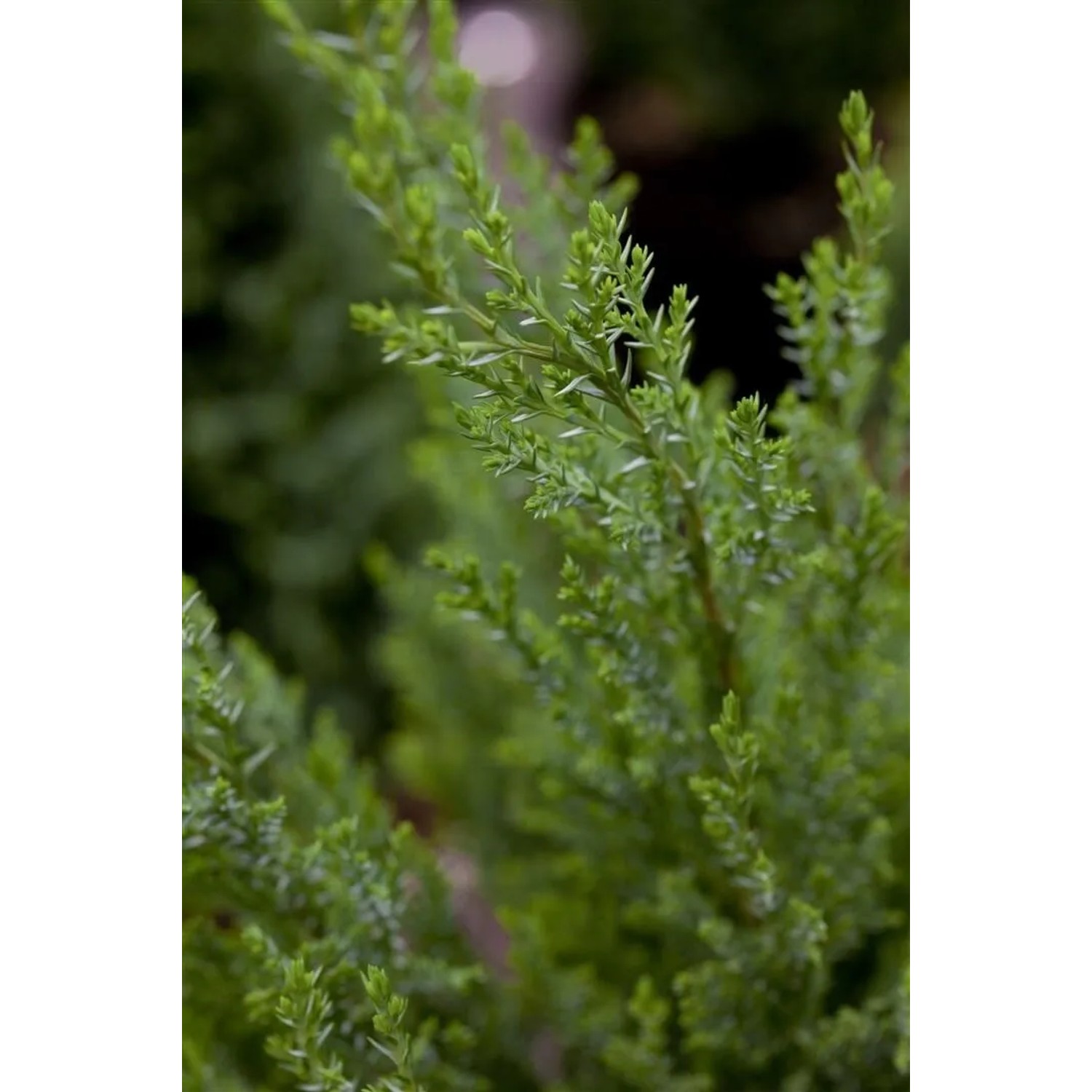 Detailaufnahme der blaugrünen Nadeln einer Chamaecyparis Lawsoniana Ellwoodii Säulenzypresse.
