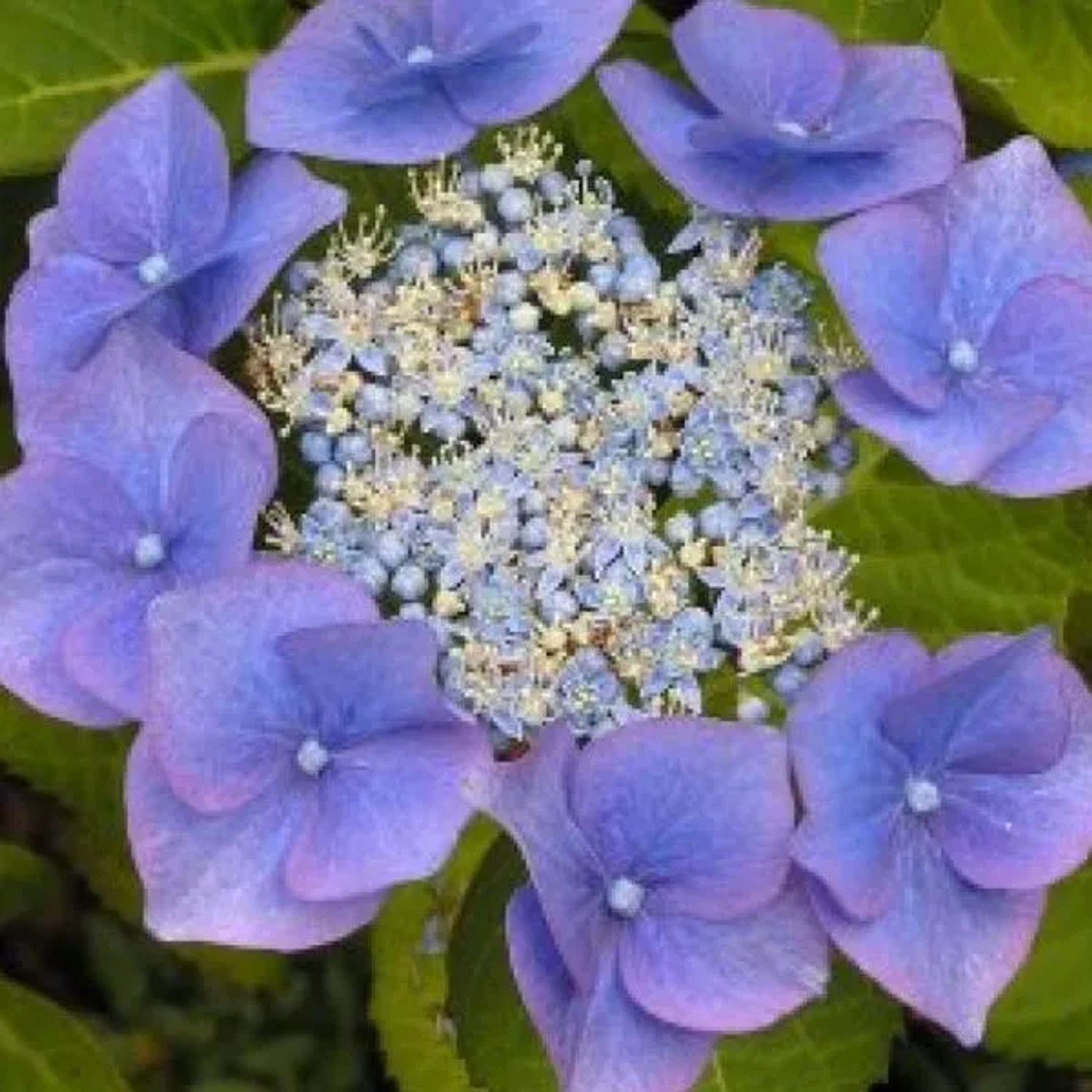 arborix Hortensie 'Blaumeise' Hydrangea Macrophylla 25 Bis 30 Cm Im Container Blaue Blüten Je Nach Boden