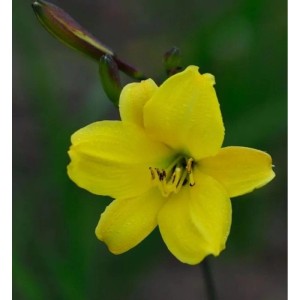 Taglilie Corky - Hemerocallis cultorum