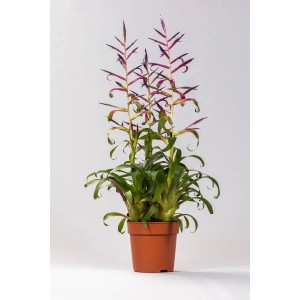 GROW by OBI Tillandsie Mora mit grünen Blättern, violetten Blütenständen im braunen Topf, dekorativ, exotisch.