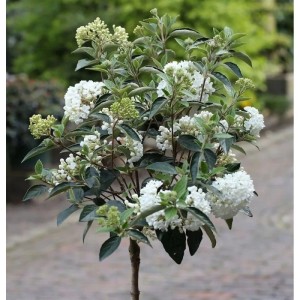Hochstamm Schneeball 'Eskimo' (Viburnum erubes), 40-60 cm, mit weißen Blüten.