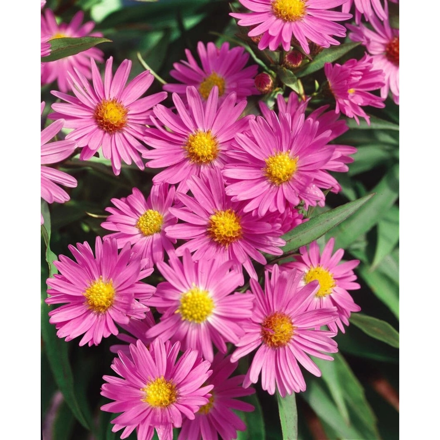 Aster Novi-belgii Terry's Pride Glattblattaster Ca. 9x9 cm Topf günstig online kaufen