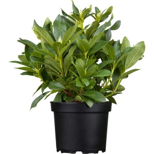 Rhododendron 'Brigitte' im Topf, ca. 30-50cm hoch, grüne Blätter. Blütenstrauch für halbschattige Standorte.