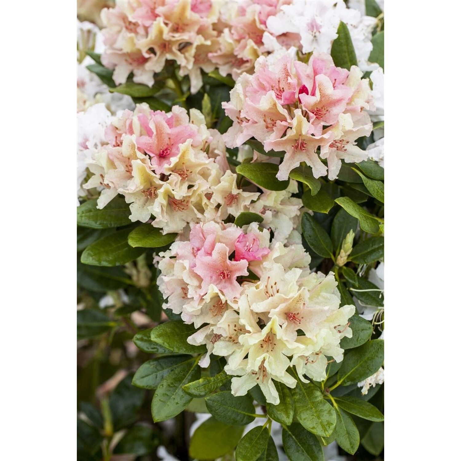 Rhododendron Yakushimanum Percy Wiseman Rosa-Weiß 30–40 cm günstig online kaufen