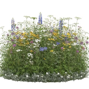 LaCaTho Wildblumenmischung Streuobstwiesen: bunte Blüten in Blau, Gelb, Weiß, Lila. Mehrjährige Blumen.