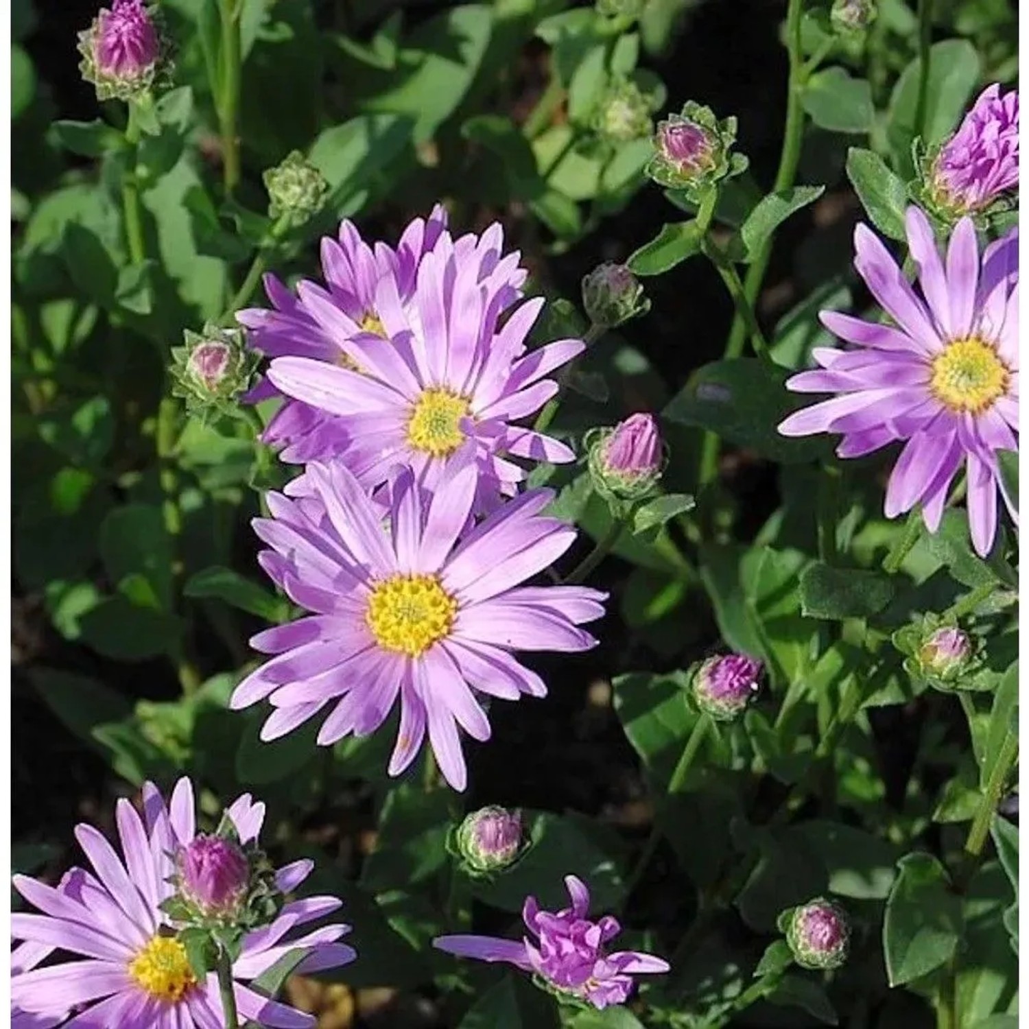 Sommeraster Rosa Erfüllung - Aster amellus_2