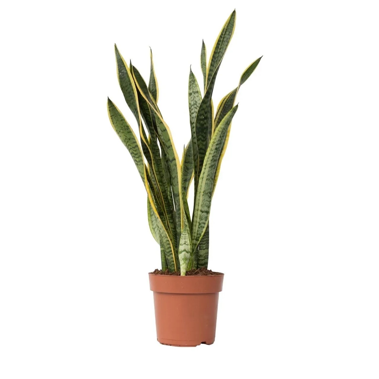 Plant In A Box Bogenhanf  Sansevieria Laurentii Höhe 65cm Ø21 Grün