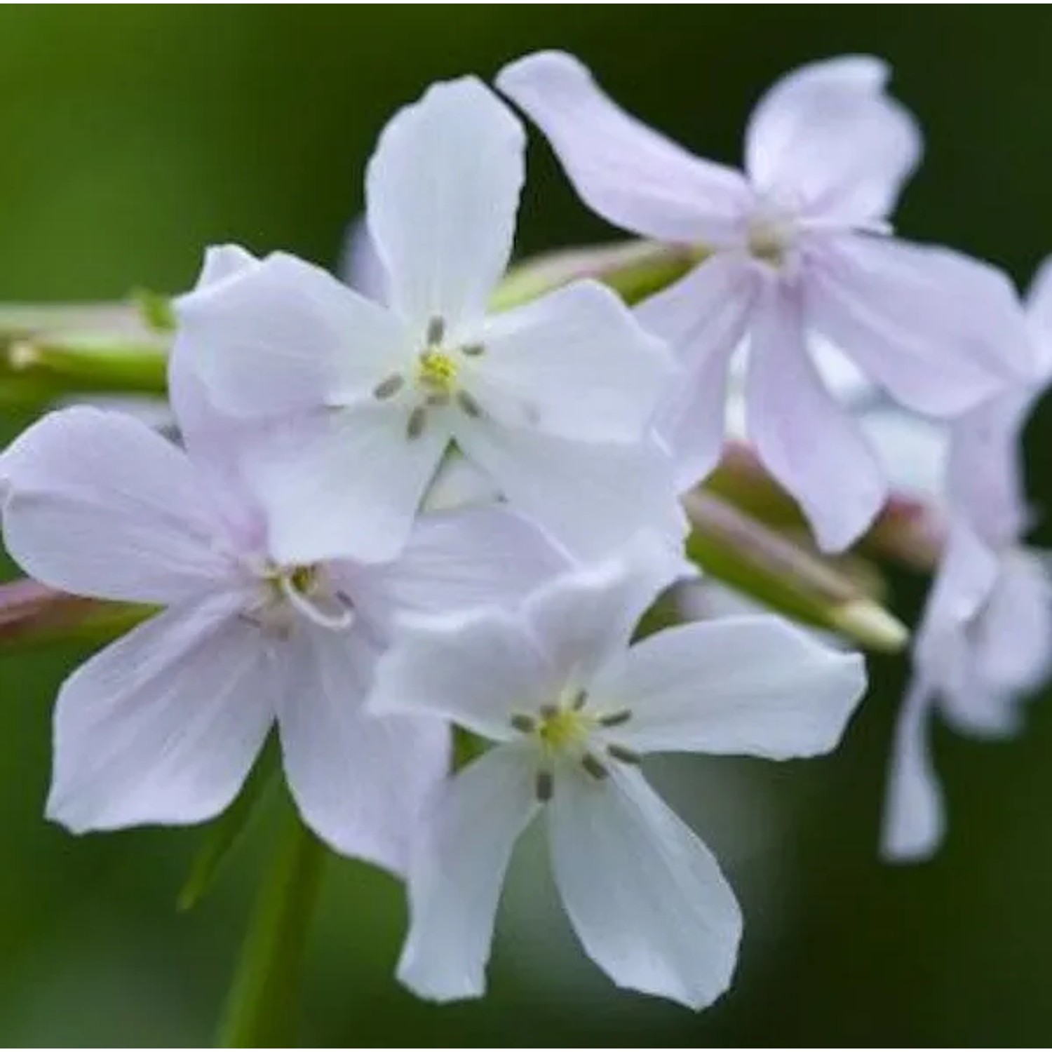 Gewöhnliches Seifenkraut Alba - Saponaria officinalis