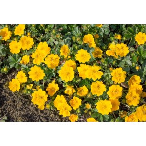 Nahaufnahme des leuchtend gelben Gold-Fingerkrauts 'Goldklumpen' im 9x9 cm Topf.