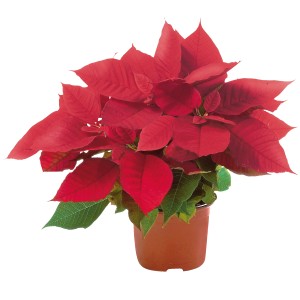 Roter Weihnachtsstern im Topf (Ø 17cm) mit grünen Blättern. Festliche Dekoration.