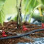 Hydromat Ergänzungs-Set mit Tropfstäben und Schläuchen zur Bewässerung im Gewächshaus.