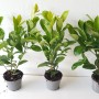 Kirschlorbeer Pflanzen-Set: 3x Prunus Rotundifolia im Topf, Höhe 40-50 cm.