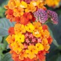 Wandelröschen mit zweifarbigen Blüten (orange, gelb) im Topf, eine farbenfrohe Stehpflanze.