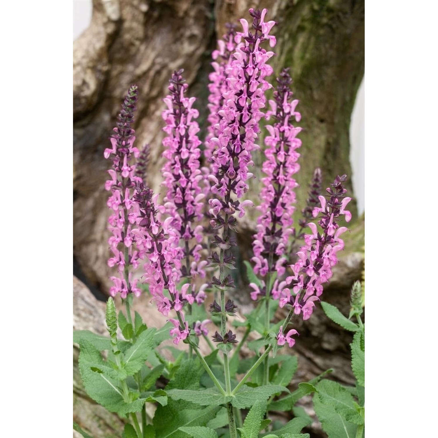Salvia Nemorosa Rose Queen Steppen-Salbei Ca. 9x9 cm Topf günstig online kaufen