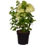 Rispenhortensie Magical Andes im Topf, ca. 50-60cm hoch, mit cremeweißen Blüten.