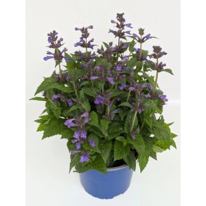 Blühende Katzenminze 'Neptun' (Nepeta kub) im blauen Topf.