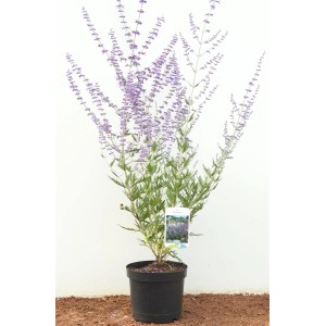 Blauraute 'Blue Spire' (Perovskia Atriplicifolia) im Topf, 40-60 cm hoch, mit blau-violetten Blüten.