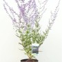 Blauraute 'Blue Spire' (Perovskia Atriplicifolia) im Topf, 40-60 cm hoch, mit blau-violetten Blüten.