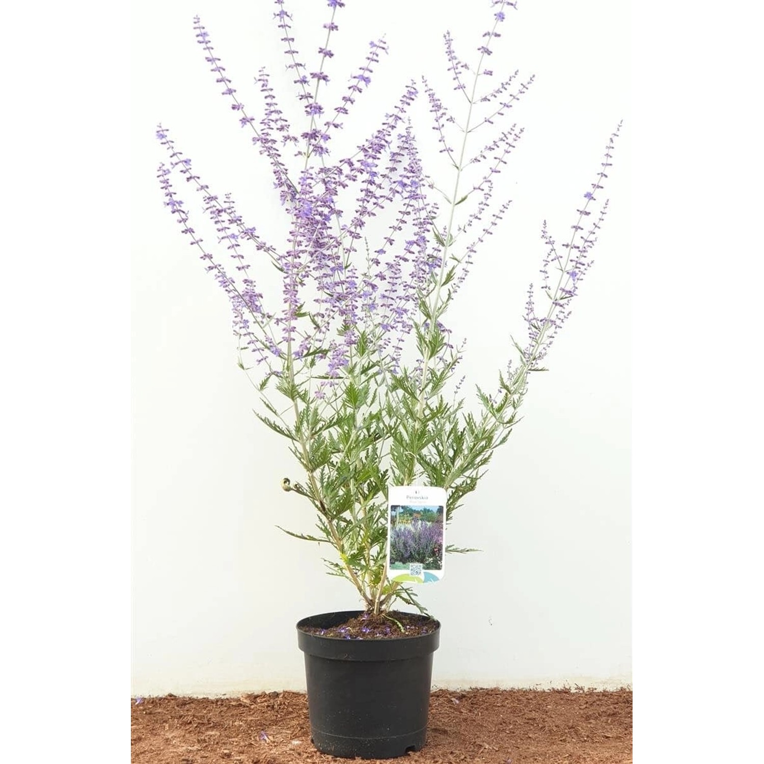 Perovskia Atriplicifolia Blauraute 40-60 cm günstig online kaufen